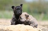 CAIRN TERRIER 171